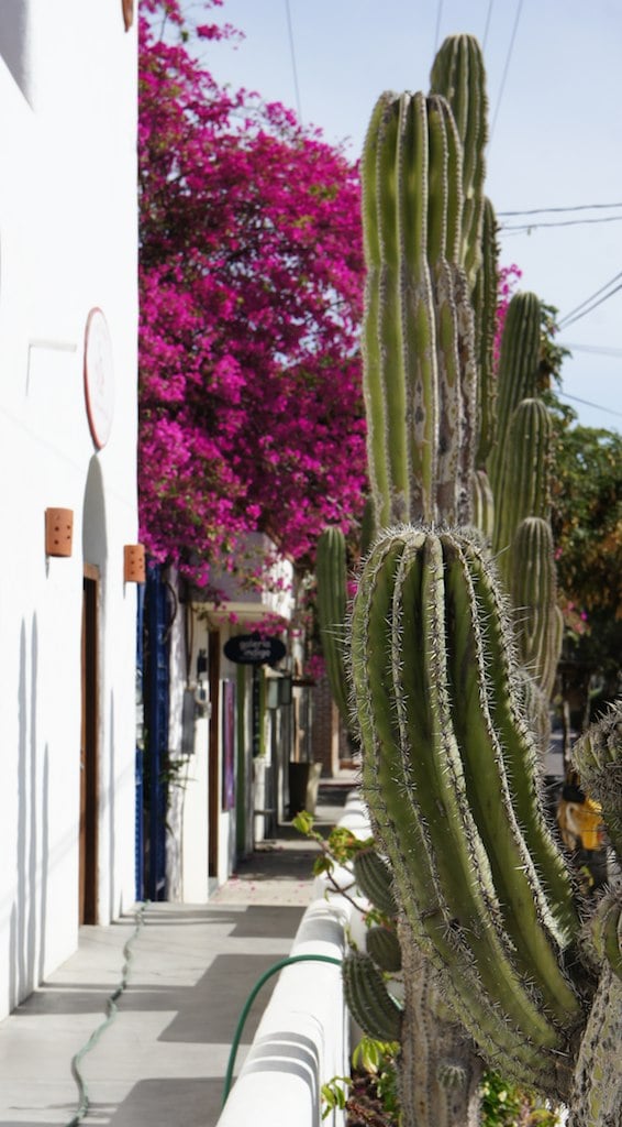 Todos Santos street